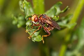 Attēlu rezultāti vaicājumam “Sicus ferrugineus”