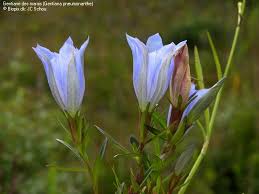 Attēlu rezultāti vaicājumam “Gentiana pneumonanthe leaf”
