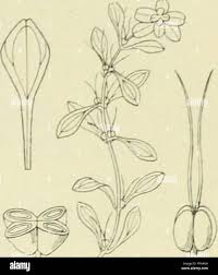 Attēlu rezultāti vaicājumam “Callitrichaceae”