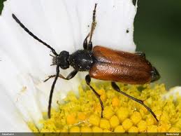 Attēlu rezultāti vaicājumam “Pseudovadonia livida”