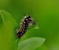 Attēlu rezultāti vaicājumam “Euproctis similis imago”