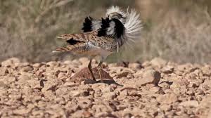 Image result for Chlamydotis macqueenii