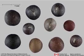Attēlu rezultāti vaicājumam “Sinapis alba fruit”