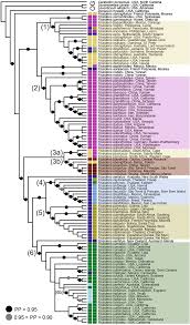 Attēlu rezultāti vaicājumam “Fissidens adianthoides sporophyte”