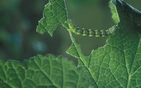 Attēlu rezultāti vaicājumam “Macaria wauaria”