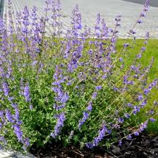 Attēlu rezultāti vaicājumam “Nepeta x faassenii flower”