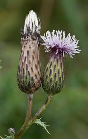 Attēlu rezultāti vaicājumam “Cirsium arvense flower”
