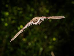 Attēlu rezultāti vaicājumam “Myotis dasycneme”