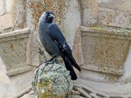 Attēlu rezultāti vaicājumam “Corvus monedula adult”