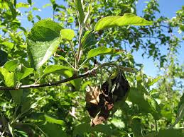 Attēlu rezultāti vaicājumam “Athelia pyriformis”