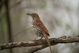 Image result for Toxostoma rufum