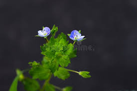 Attēlu rezultāti vaicājumam “Veronica arvensis flower”