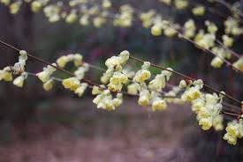 Attēlu rezultāti vaicājumam “Kurzia pauciflora”