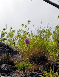 Attēlu rezultāti vaicājumam “Silene viscaria flower”