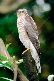 Attēlu rezultāti vaicājumam “Accipiter nisus”