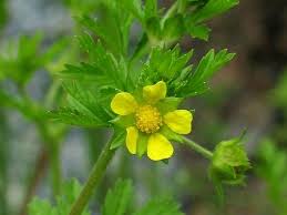 Attēlu rezultāti vaicājumam “Potentilla supina”