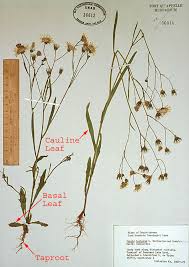 Attēlu rezultāti vaicājumam “Crepis tectorum flower”