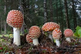 Attēlu rezultāti vaicājumam “Amanita muscaria”