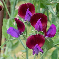 Image result for Lathyrus odoratus