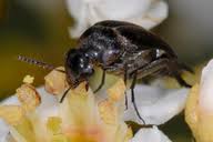 Attēlu rezultāti vaicājumam “Mordella sp.”