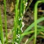 Attēlu rezultāti vaicājumam “Glyceria fluitans fruit”