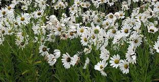 Image result for Leucanthemella serotina