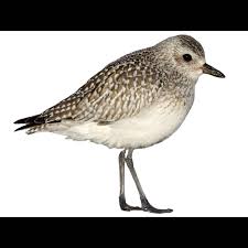 Attēlu rezultāti vaicājumam “Pluvialis squatarola adult”