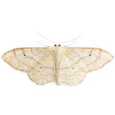 Attēlu rezultāti vaicājumam “Idaea aversata”