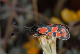 Attēlu rezultāti vaicājumam “Zygaena filipendulae exuvia”