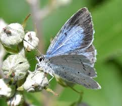 Attēlu rezultāti vaicājumam “Celastrina argiolus female”