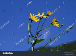Attēlu rezultāti vaicājumam “Helianthus tuberosus flower”