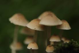 Attēlu rezultāti vaicājumam “Psathyrella pygmaea”