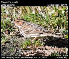 Image result for Emberiza pusilla