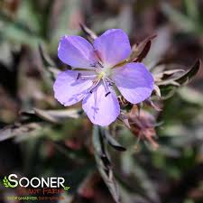 Image result for Geranium pratense