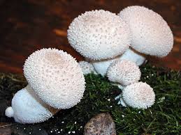 Attēlu rezultāti vaicājumam “Lycoperdon perlatum”