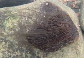 Attēlu rezultāti vaicājumam “Lemanea fluviatilis”