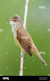 Image result for Acrocephalus arundinaceus