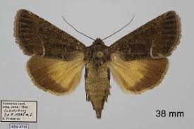 Attēlu rezultāti vaicājumam “Thalpophila matura”