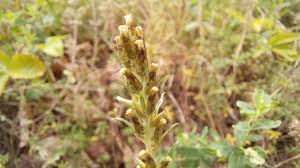 Attēlu rezultāti vaicājumam “Gnaphalium sylvaticum leaf”