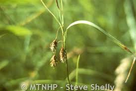 Attēlu rezultāti vaicājumam “Carex paupercula”