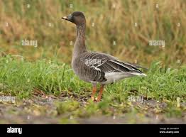 Attēlu rezultāti vaicājumam “Anser serrirostris”