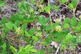 Attēlu rezultāti vaicājumam “Astragalus glycyphyllos leaf”