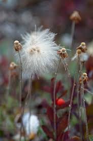 Attēlu rezultāti vaicājumam “Eriophorum gracile fruit”