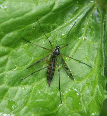Attēlu rezultāti vaicājumam “Dictenidia bimaculata male”