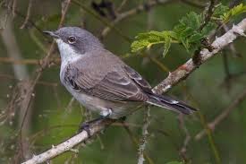 Attēlu rezultāti vaicājumam “Sylvia curruca”