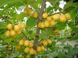 Attēlu rezultāti vaicājumam “Cornus mas fruit”