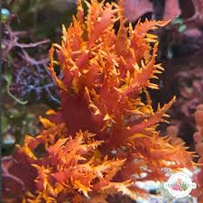 Attēlu rezultāti vaicājumam “Badhamia dubia macro”