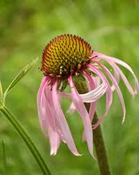 Image result for Echinacea pallida