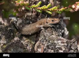 Attēlu rezultāti vaicājumam “Lacerta vivipara juvenile”