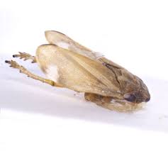 Attēlu rezultāti vaicājumam “Neophilaenus lineatus”